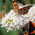 Buntes Treiben