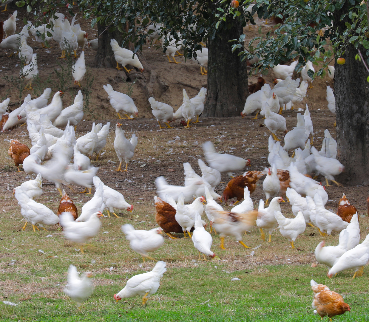 Buntes Treiben im Hühnergarten