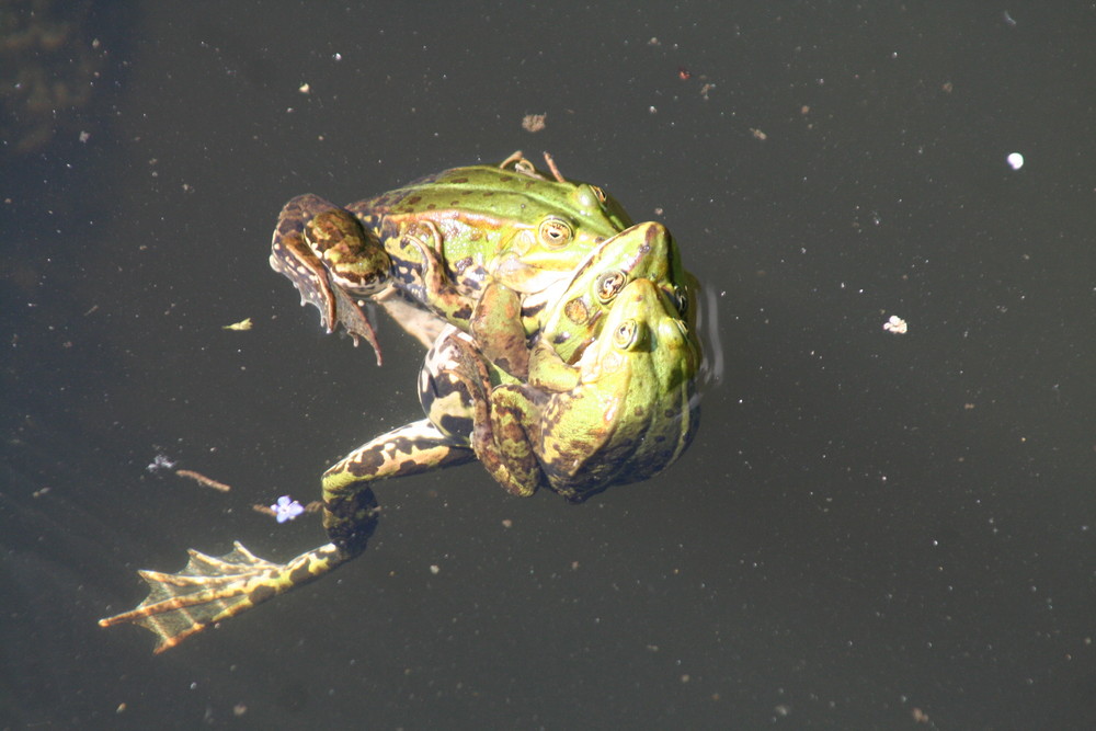 buntes Treiben im Teich