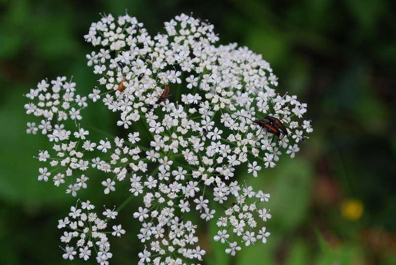 buntes Treiben im Walde