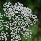 buntes Treiben im Walde