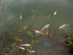 Buntes Treiben im Wasser