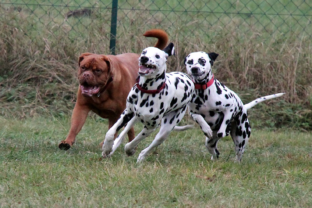 Buntes Trio