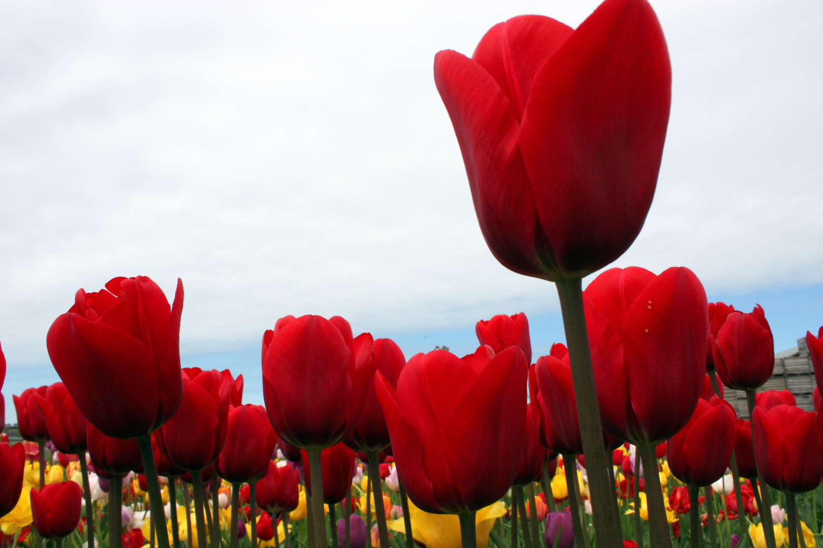 buntes Tulpenfeld