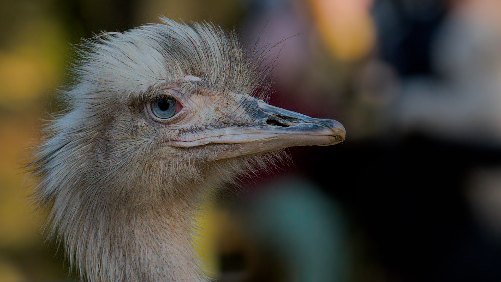 Buntes Vogelportrait