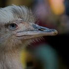 Buntes Vogelportrait