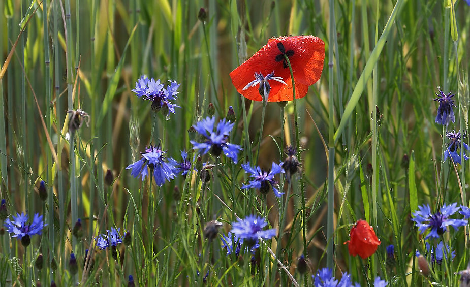 "Buntes vor'm Felde"