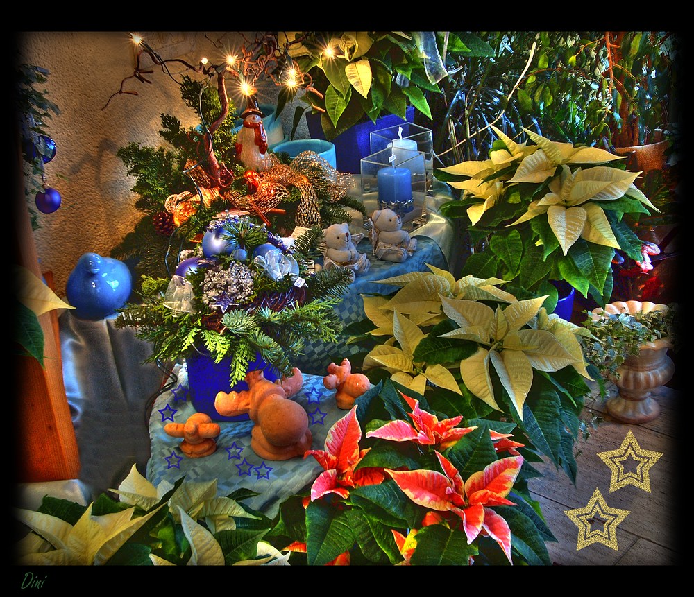 Buntes Weihnachtsblumen Durcheinander