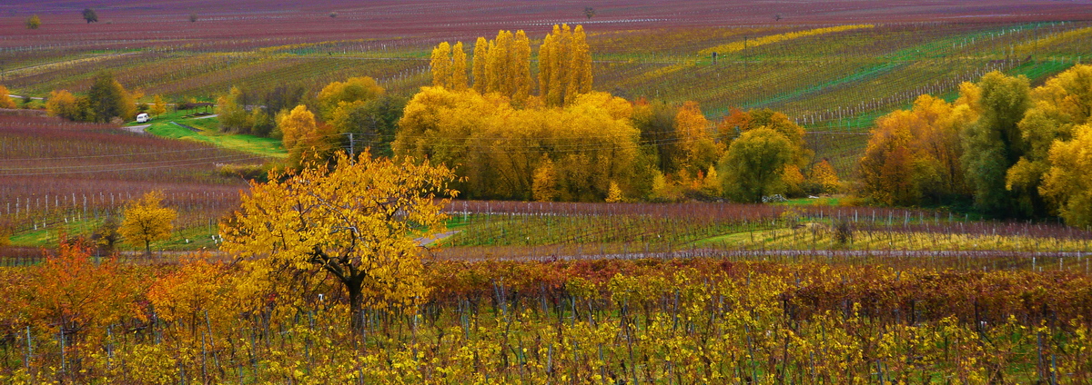 Buntes Weinland