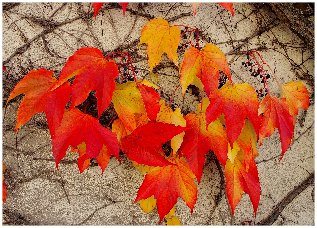 Buntes Weinlaub