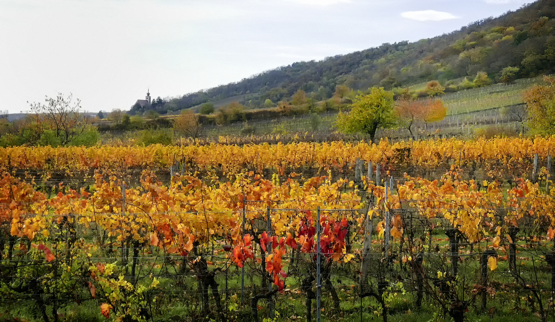 buntes Weinlaub