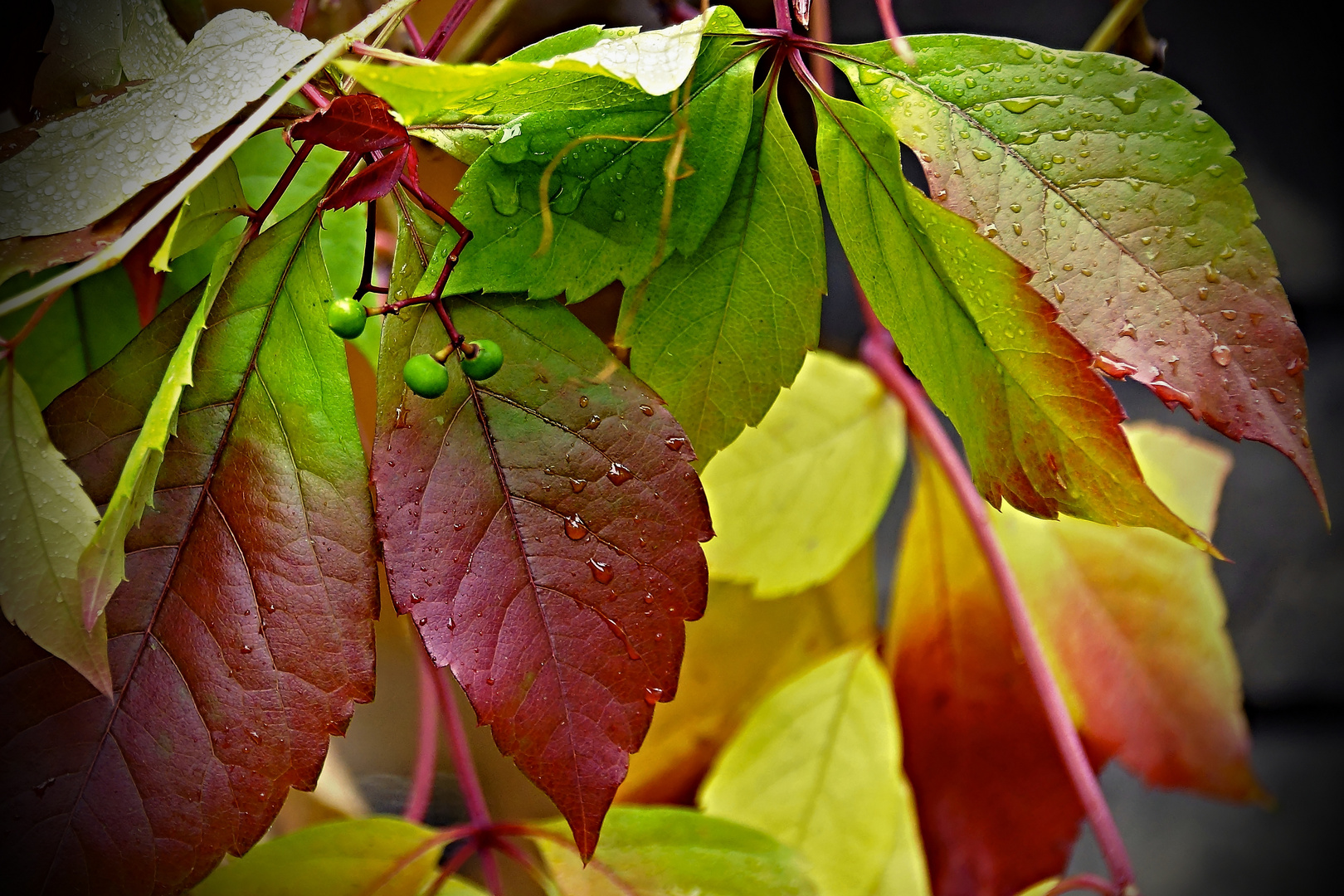 Buntes Weinlaub