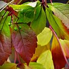 Buntes Weinlaub