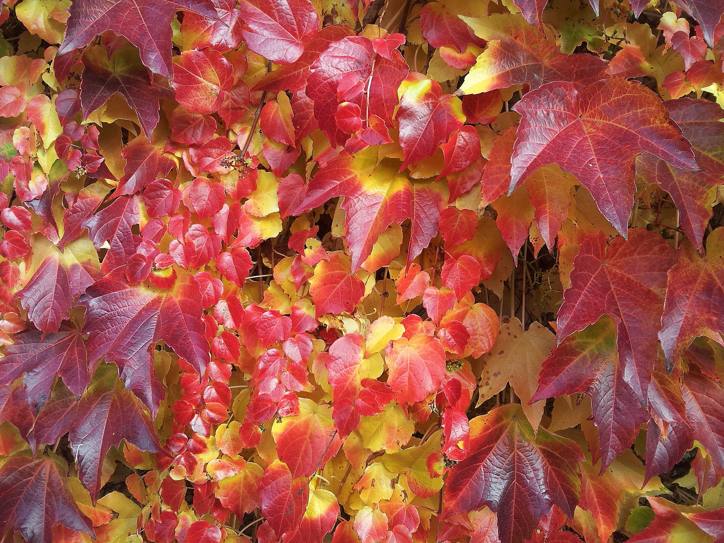 Buntes Weinlaub