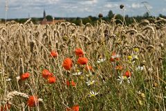 Buntes Weizenfeld