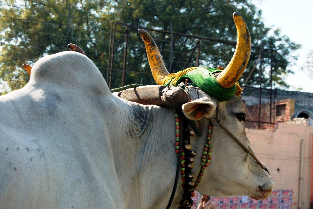 Buntes Zebu