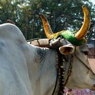 Buntes Zebu