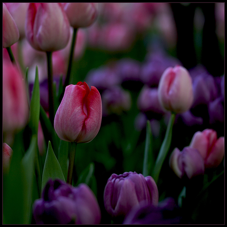 []...bunte.tulpen...[]