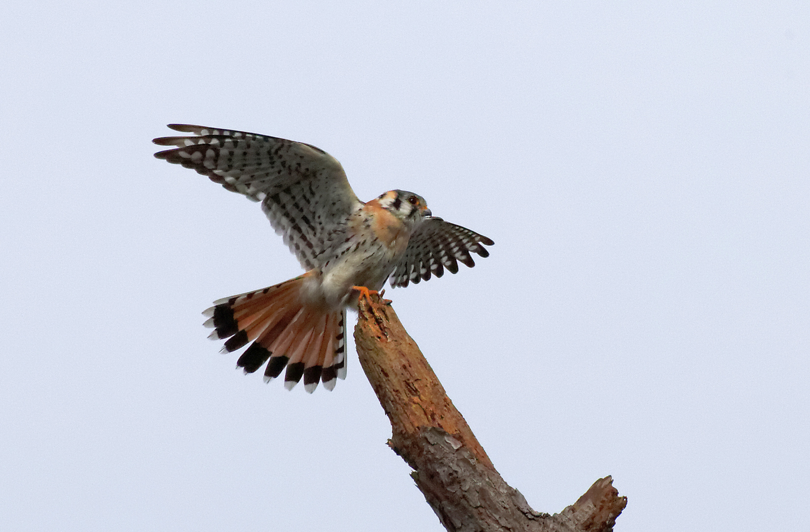 Buntfalke