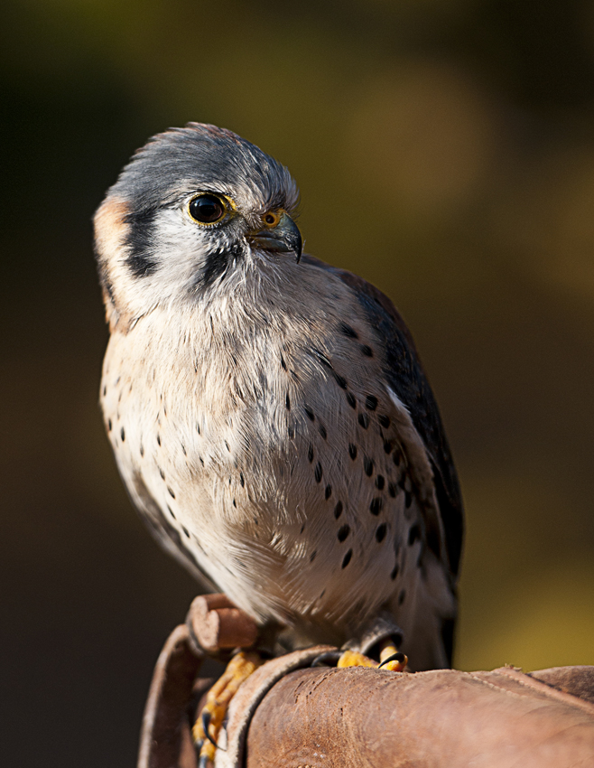 Buntfalke