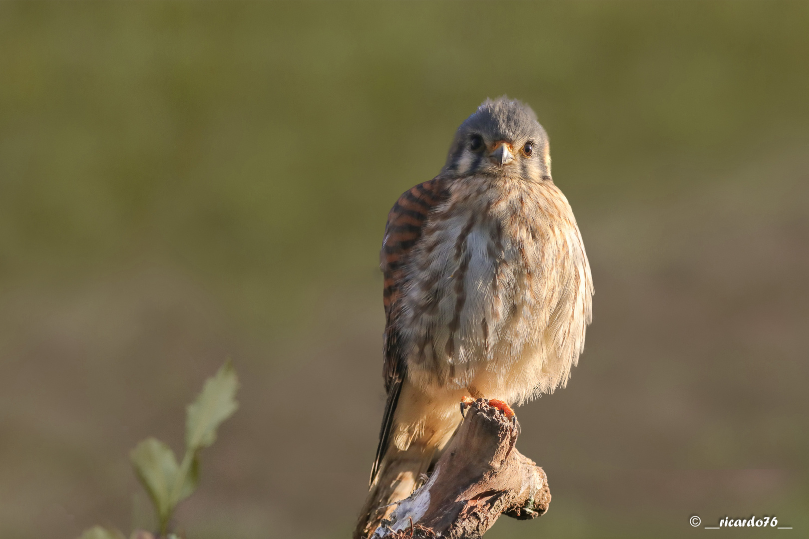 Buntfalke