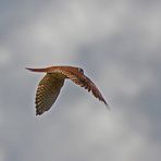 Buntfalke - American Kestrel (Falco sparverius)