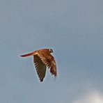 Buntfalke - American Kestrel (Falco sparverius)...