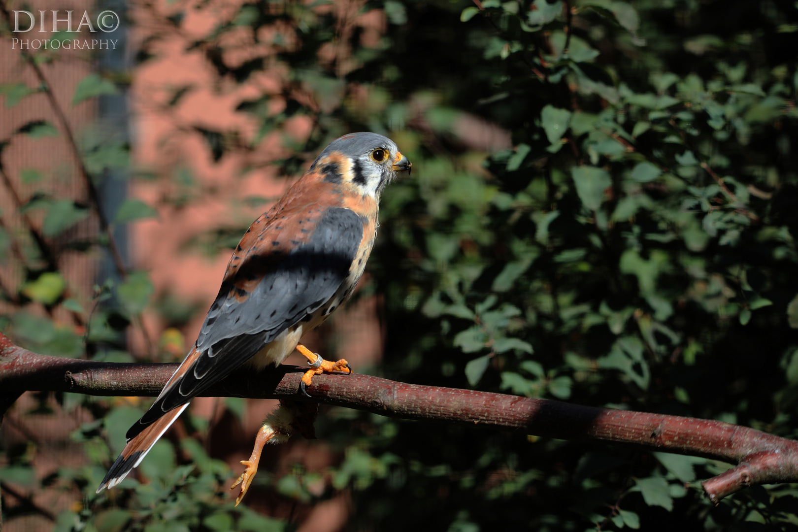 Buntfalke (beim Frühstück)