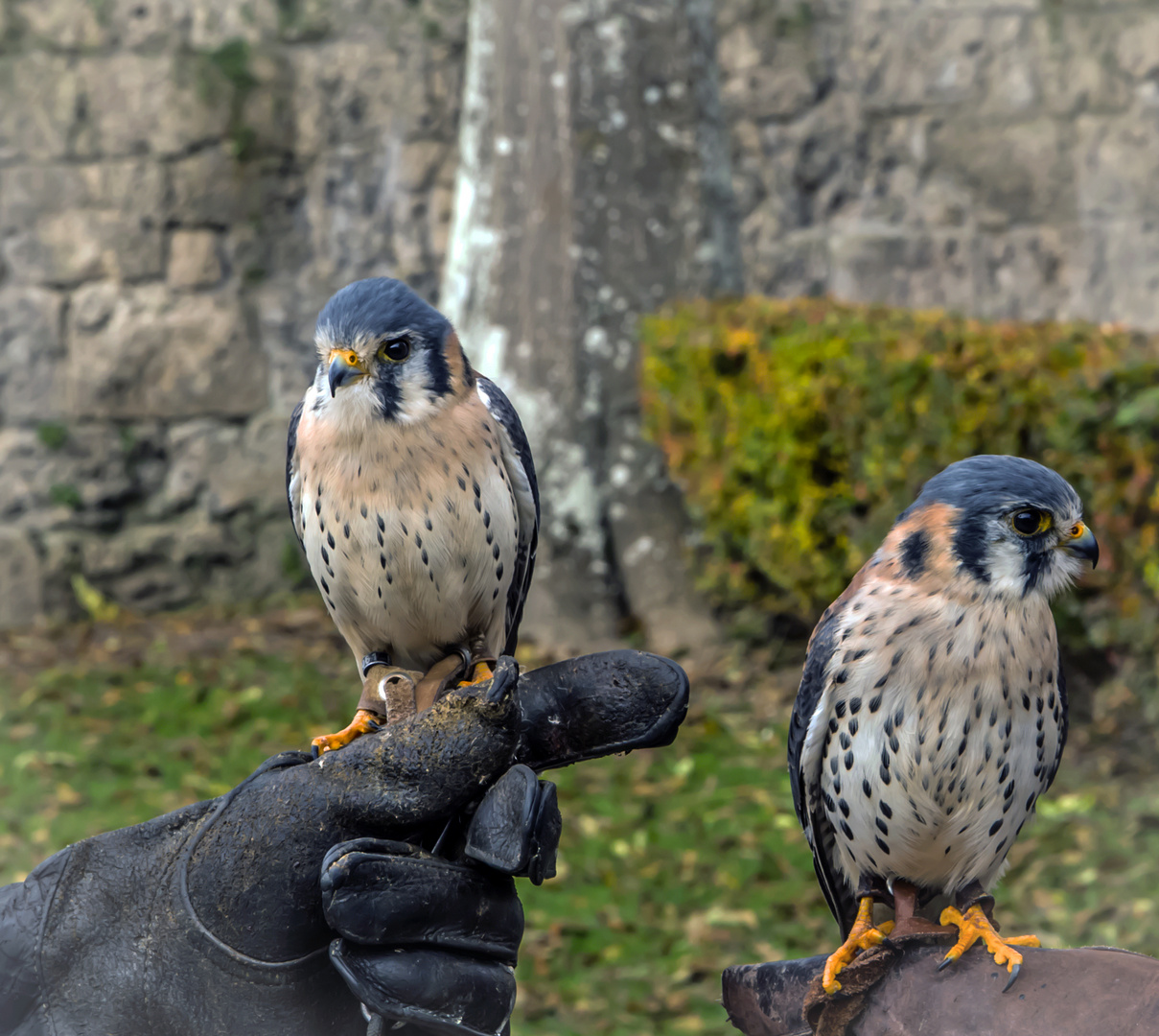 Buntfalke (Falco sparverius) 1