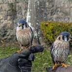 Buntfalke (Falco sparverius) 1