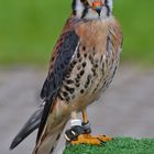 Buntfalke (Falco sparverius) 1