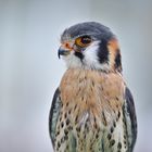 Buntfalke (Falco sparverius) 2