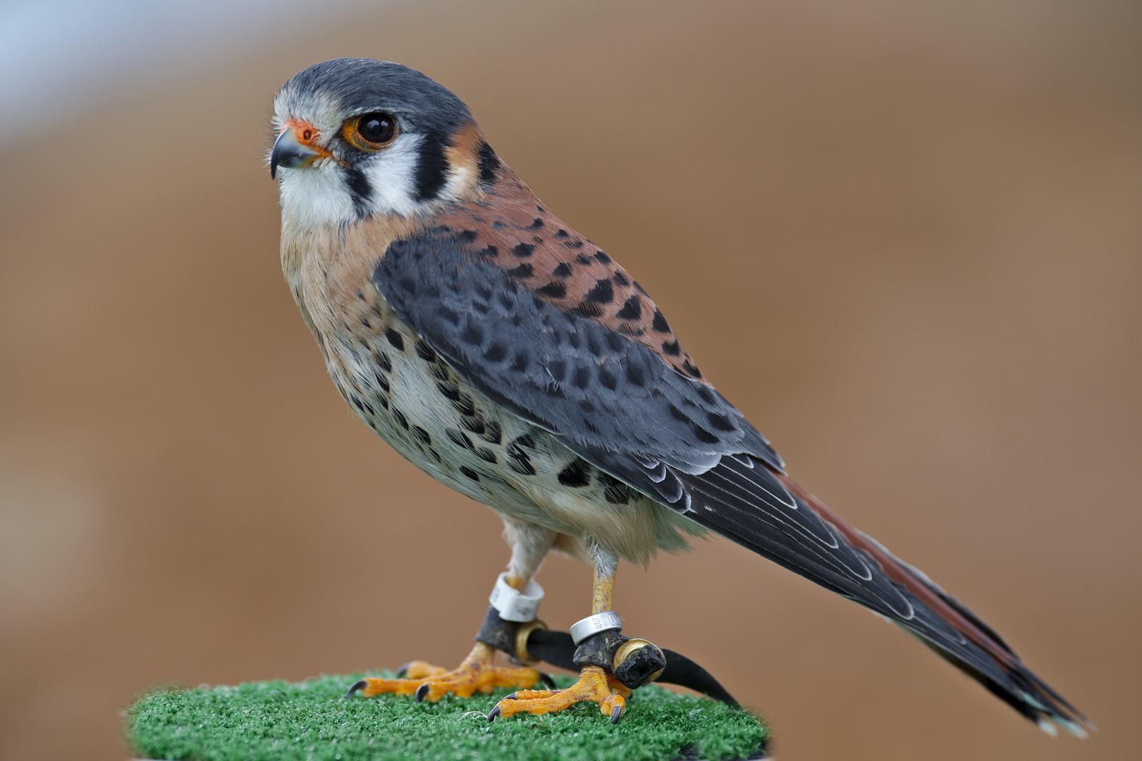 Buntfalke (Falco sparverius) 3