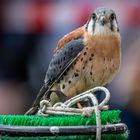 Buntfalke (Falco sparverius)