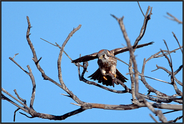 Buntfalke falco sparverius