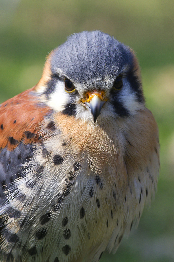 Buntfalke (Falco sparverius)
