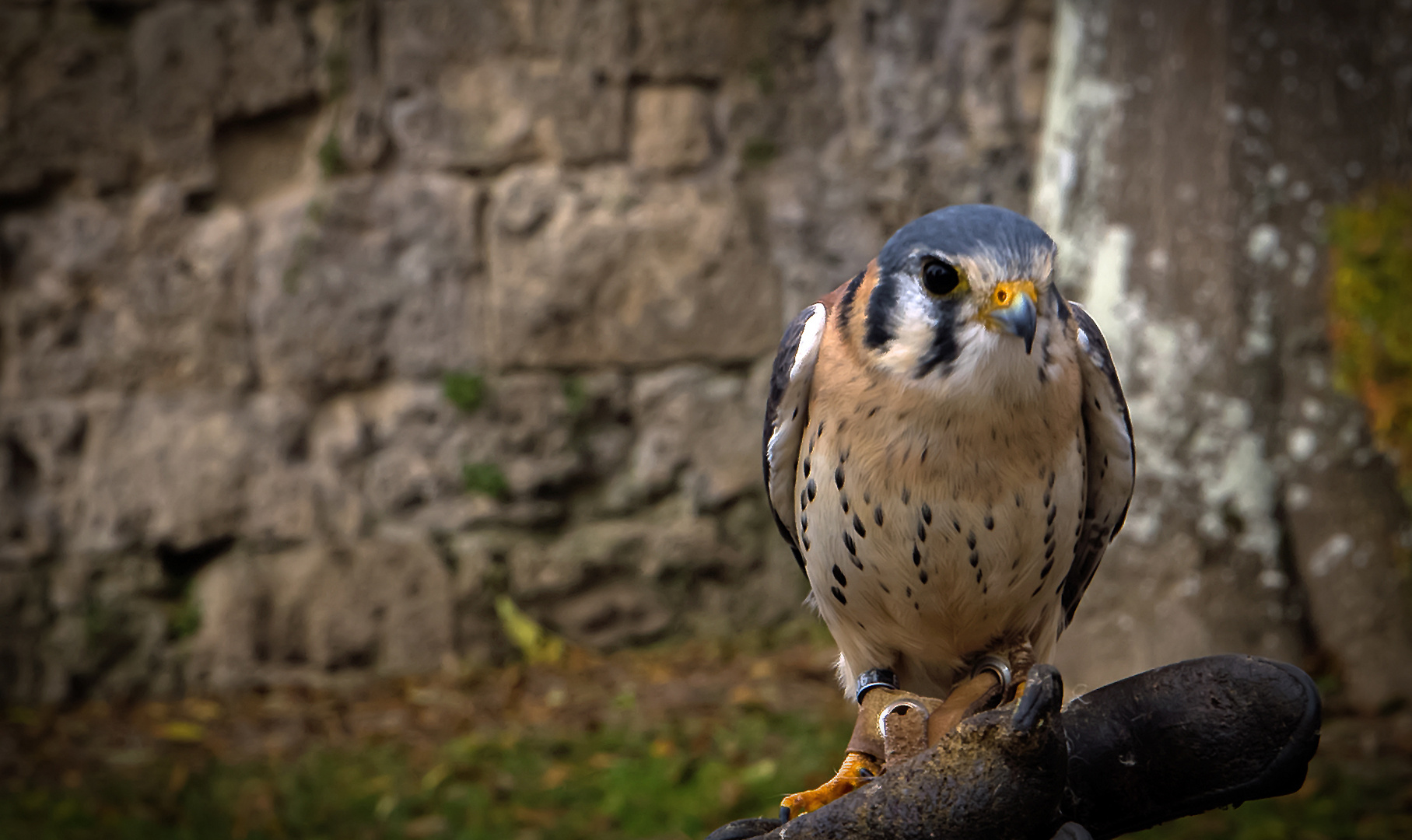 Buntfalke (Falco sparverius)