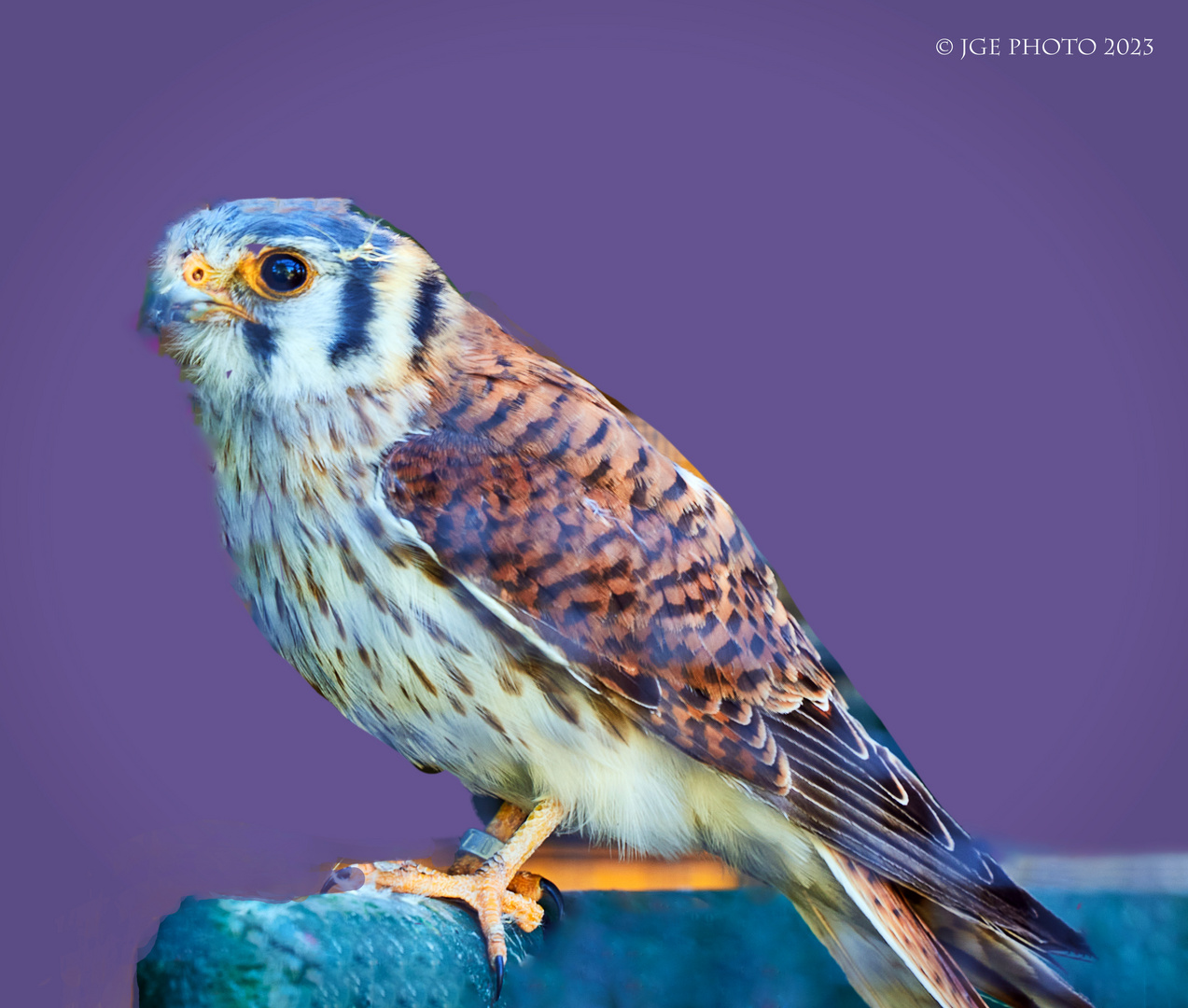 Buntfalke gehören zur Gattung Falken (keine Greifvögel)