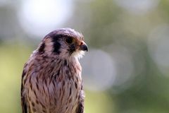 Buntfalke (Nupsi) in Falknerei Schillingsfürst.