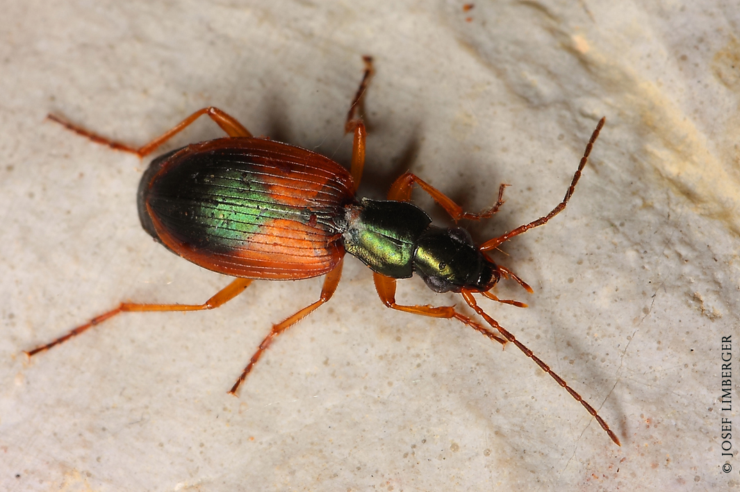 Buntfarbener Putzläufer(Platynus dorsalis) Copyright Josef Limberger 