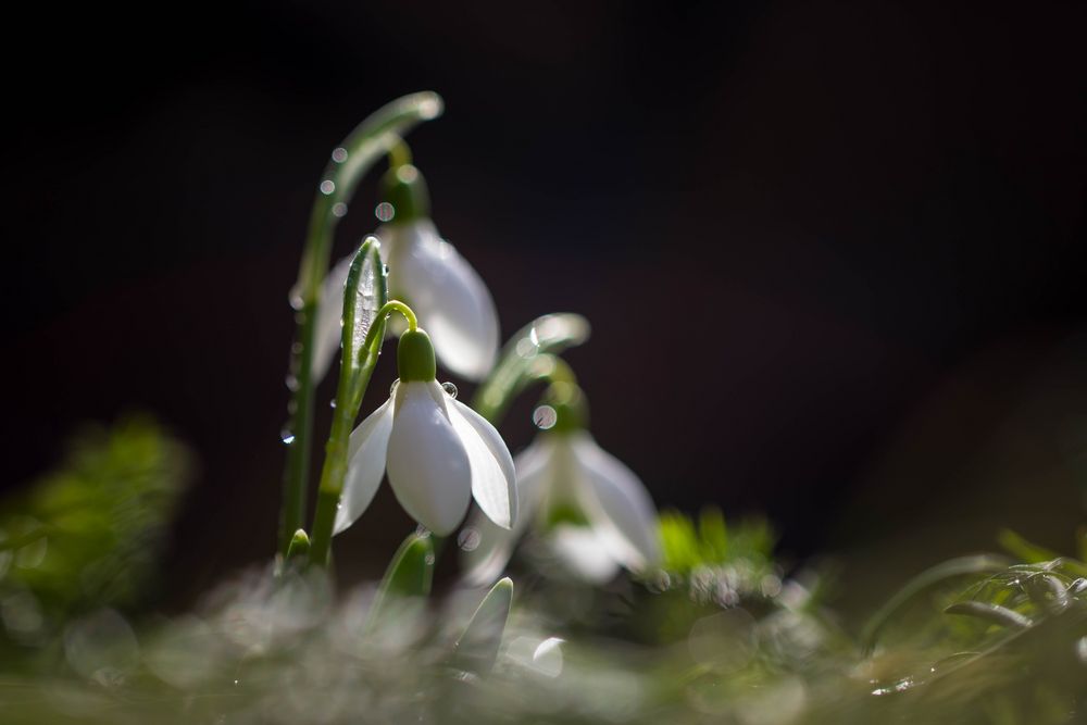 Buntglöckchen