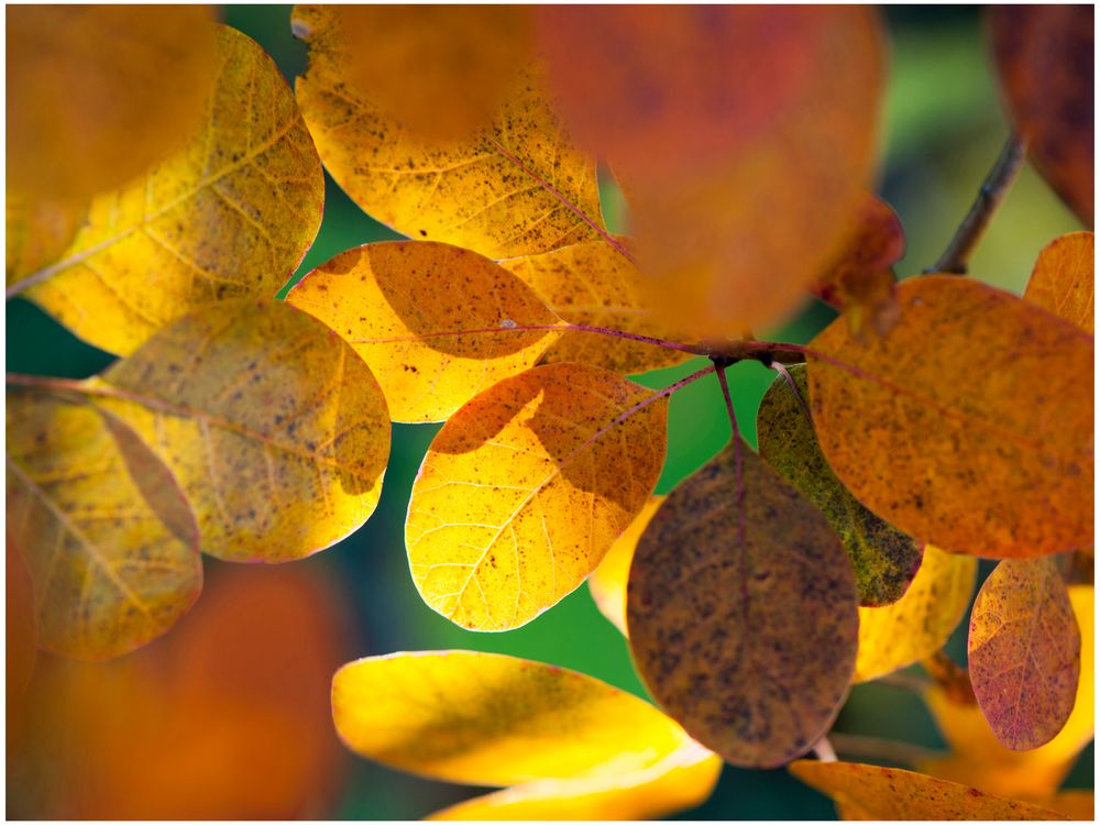 Buntheit der Herbstfarben