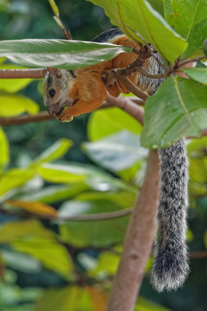 Bunthörnchen