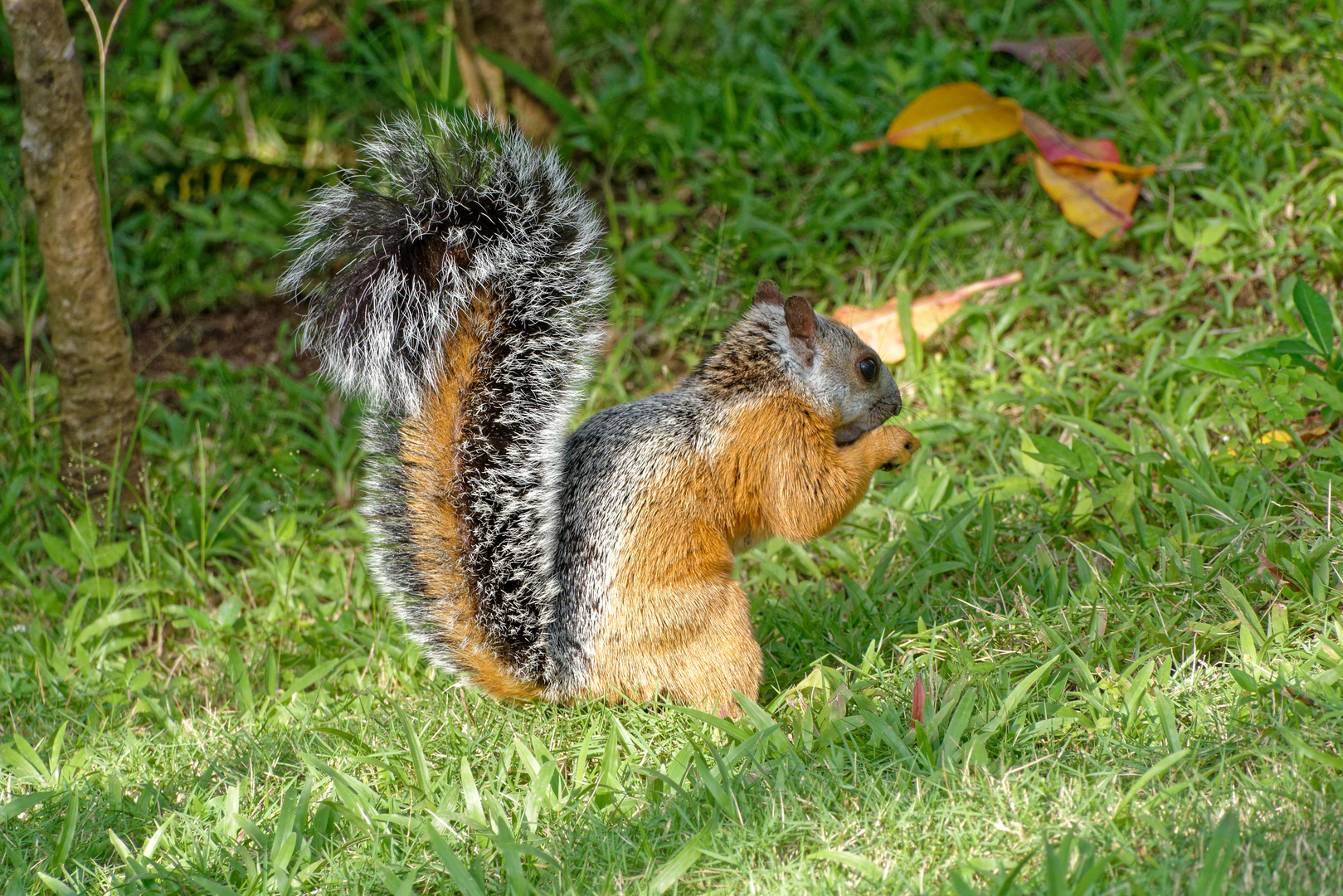 Bunthörnchen