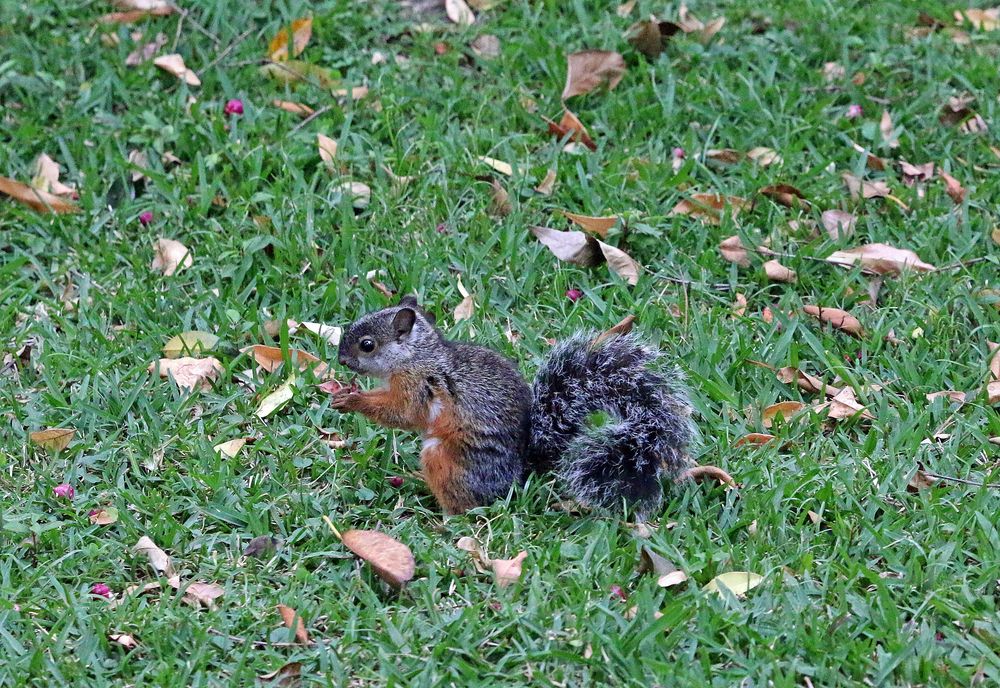 Bunthörnchen im Parque Espanol