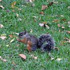 Bunthörnchen im Parque Espanol