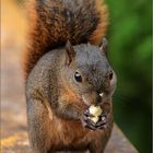 bunthörnchen / variegated squirrel / sciurus variegatoides (28 cm)