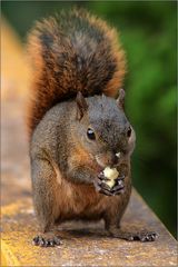 bunthörnchen / variegated squirrel / sciurus variegatoides (28 cm)