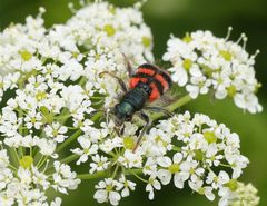 Buntkäfer-Zottiger Bienenkäfer-Trichodes alvearius