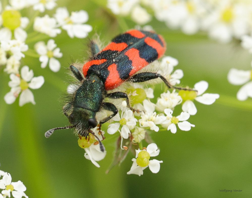 Buntkäfer-Zottiger Bienenkäfer-Trichodes alvearius